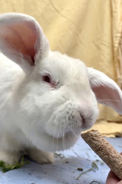 Enlarge Lumen, a Adoptable English Lop in Seattle, WA image 3/3