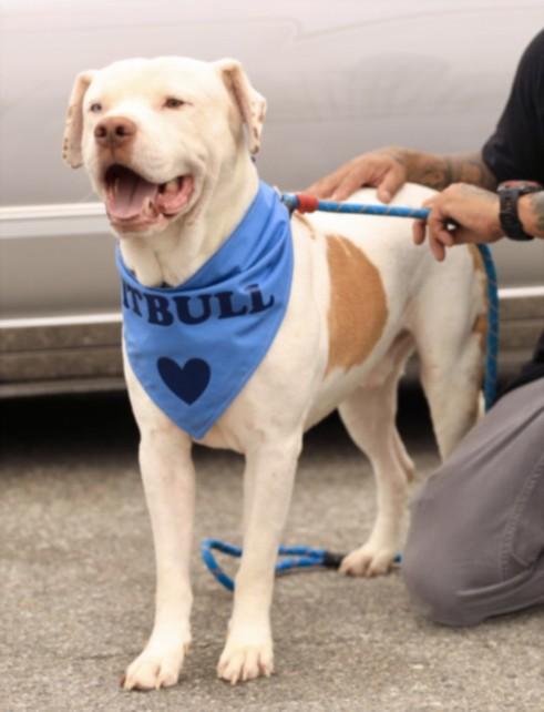 SPIKE, Adoptable, Young Male American Staffordshire Terrier.