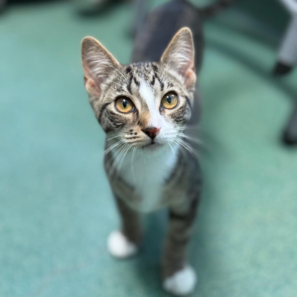Pancake, a Adoptable Domestic Short Hair in New Fairfield, CT image 1/6