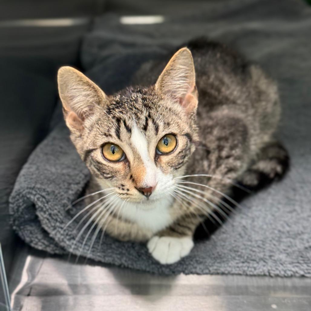 Pancake, a Adoptable Domestic Short Hair in New Fairfield, CT image 2/6