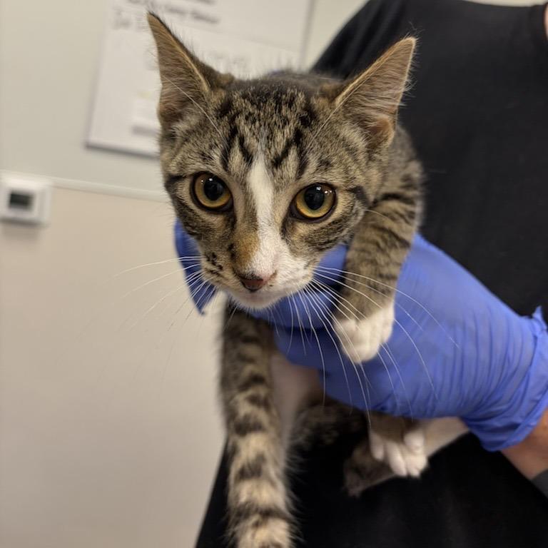 Pancake, a Adoptable Domestic Short Hair in New Fairfield, CT image 3/6
