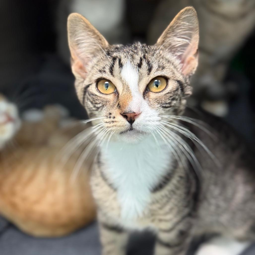 Pancake, a Adoptable Domestic Short Hair in New Fairfield, CT image 5/6