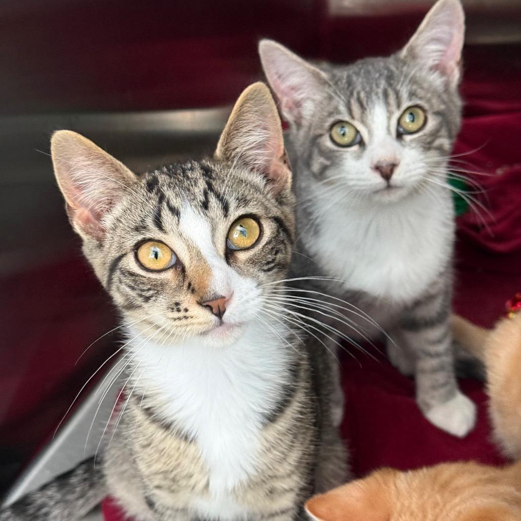Pancake, a Adoptable Domestic Short Hair in New Fairfield, CT image 6/6