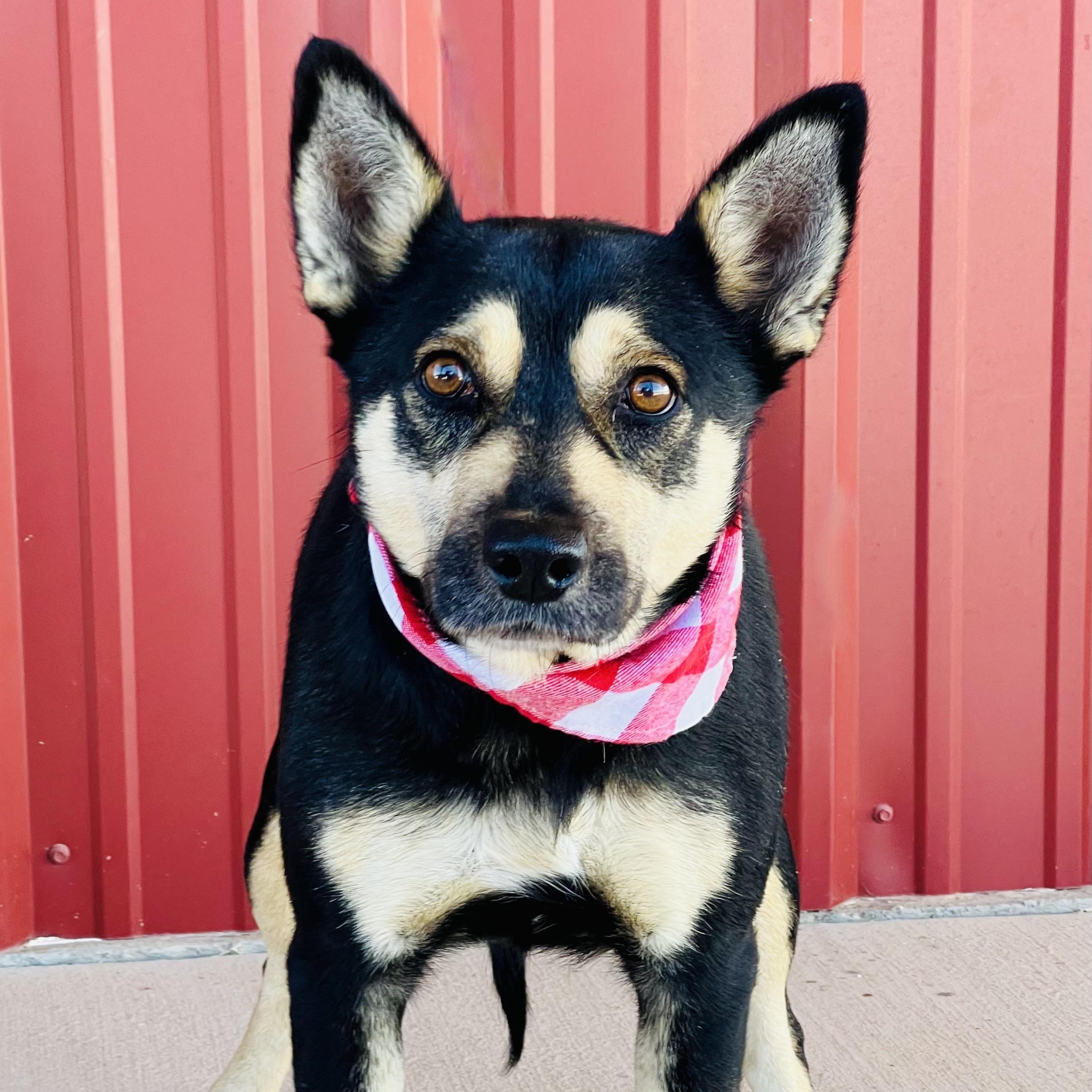 Enlarge Whitney, a Adoptable mixed breed in Lubbock, TX image 5/6