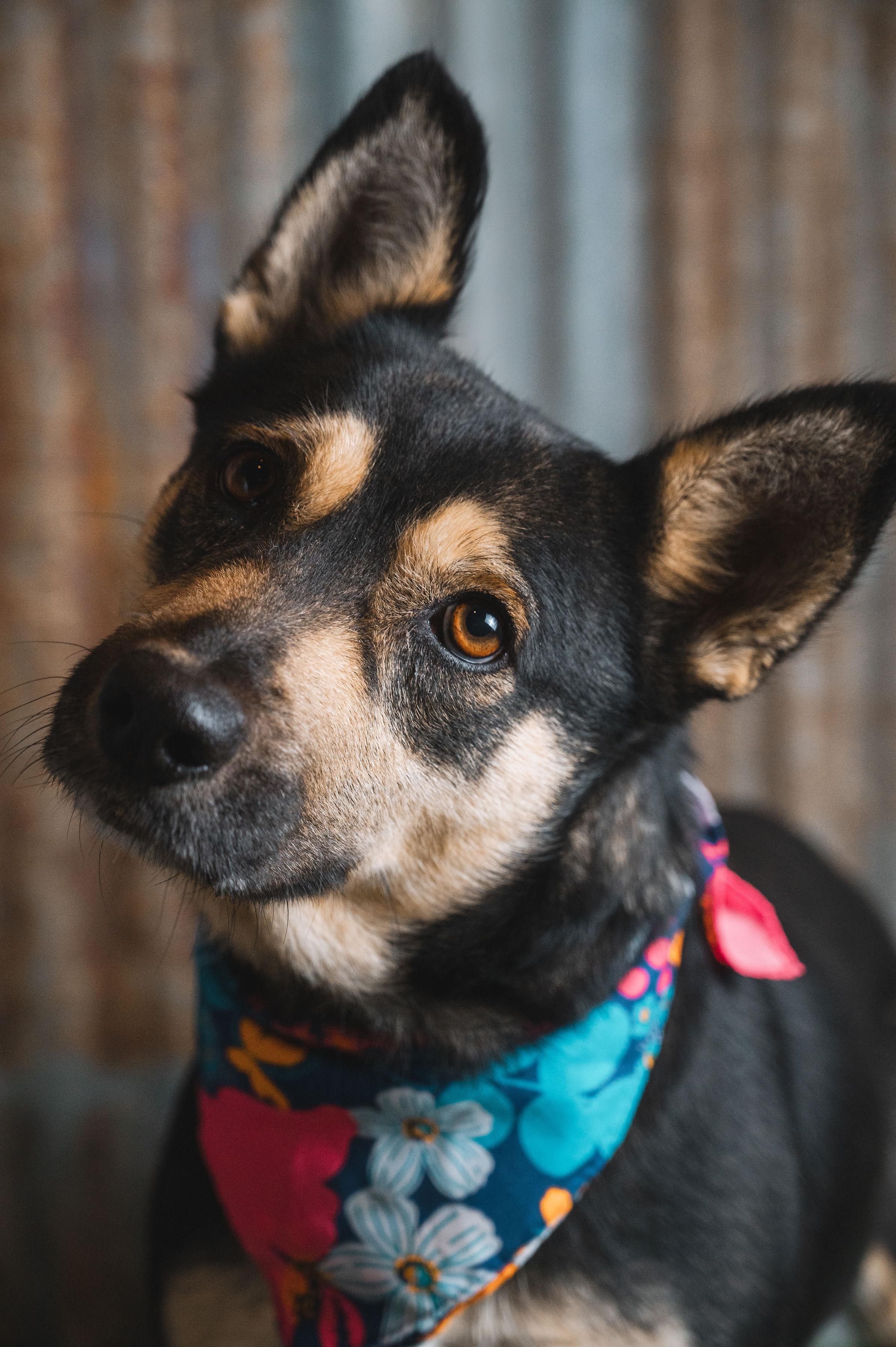 Enlarge Whitney, a Adoptable mixed breed in Lubbock, TX image 4/6