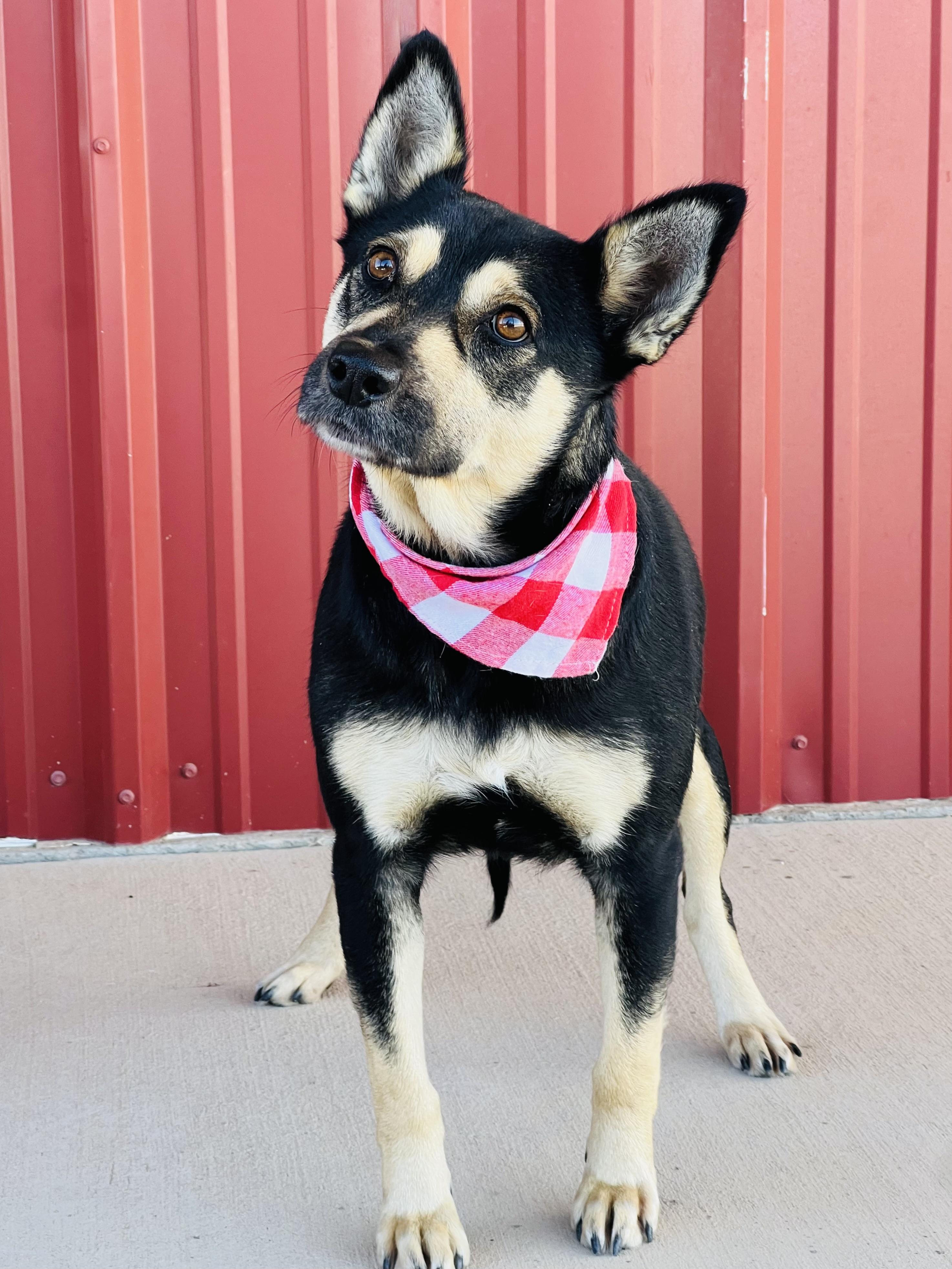 Enlarge Whitney, a Adoptable mixed breed in Lubbock, TX image 6/6