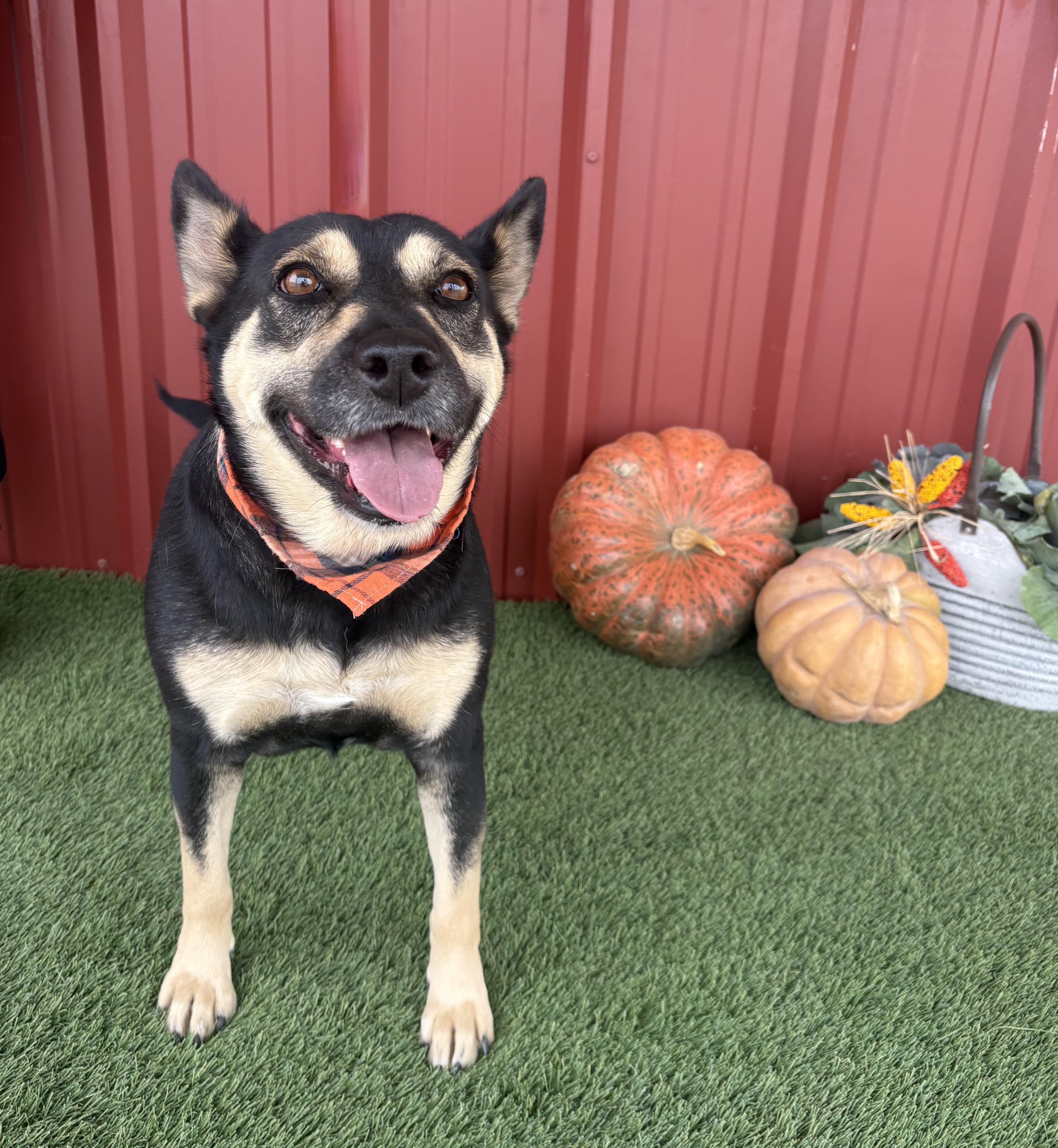 Enlarge Whitney, a Adoptable mixed breed in Lubbock, TX image 1/6