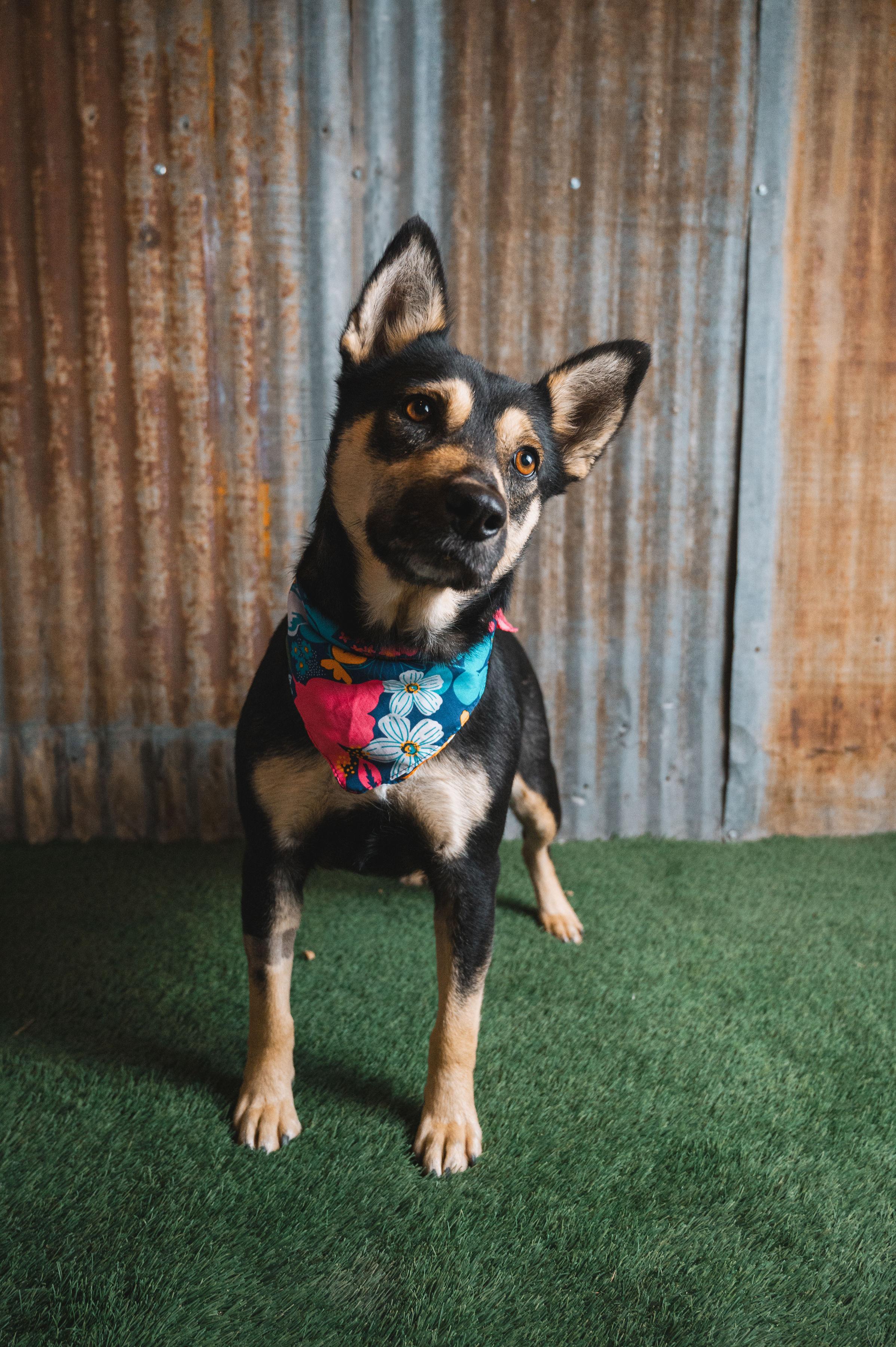 Enlarge Whitney, a Adoptable mixed breed in Lubbock, TX image 2/6