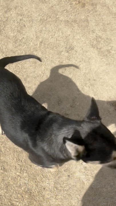 Enlarge Whitney, a Adoptable mixed breed in Lubbock, TX video 3/6