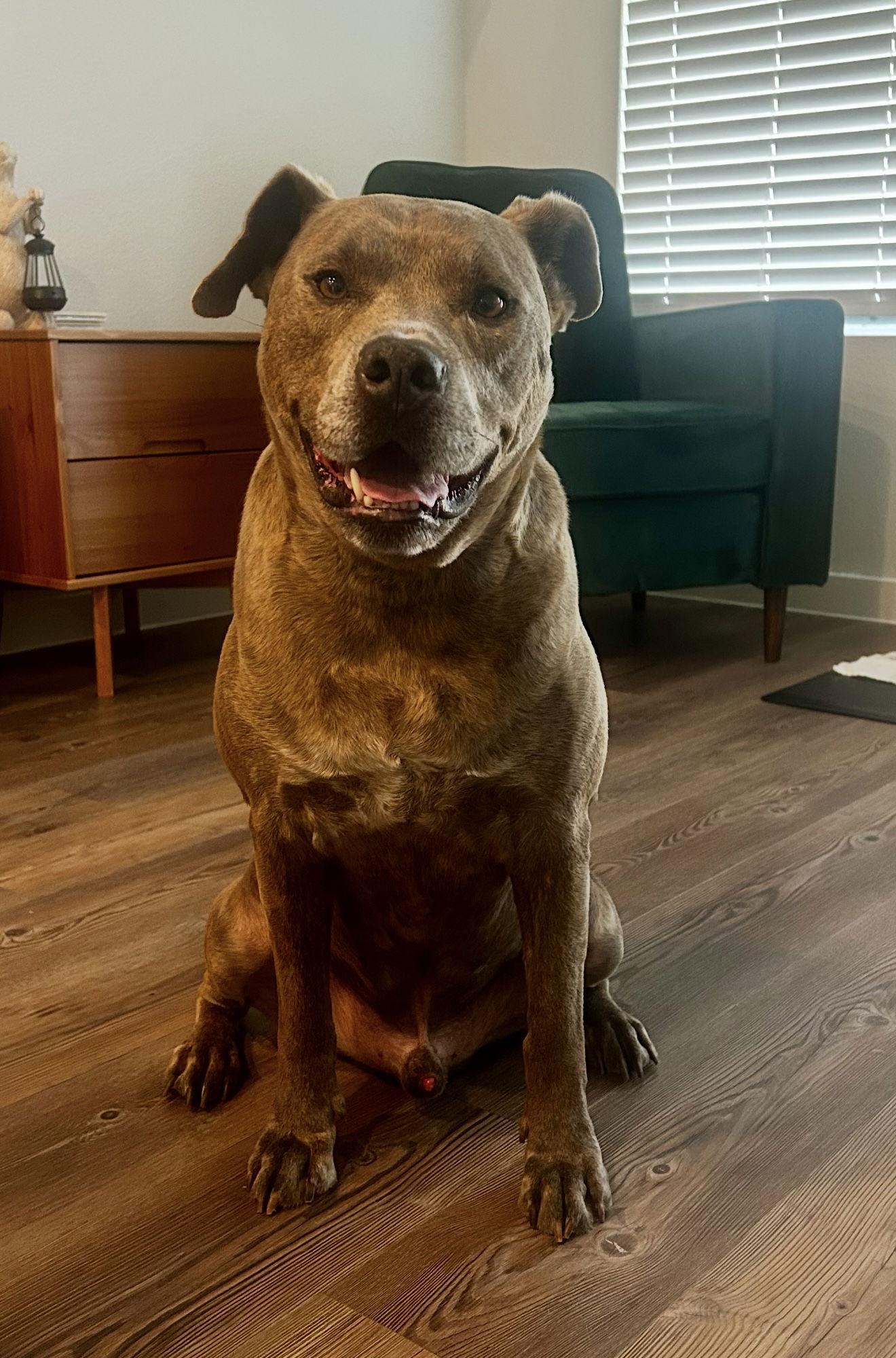 Enlarge Duke, a Adoptable American Staffordshire Terrier in Euless, TX image 1/3