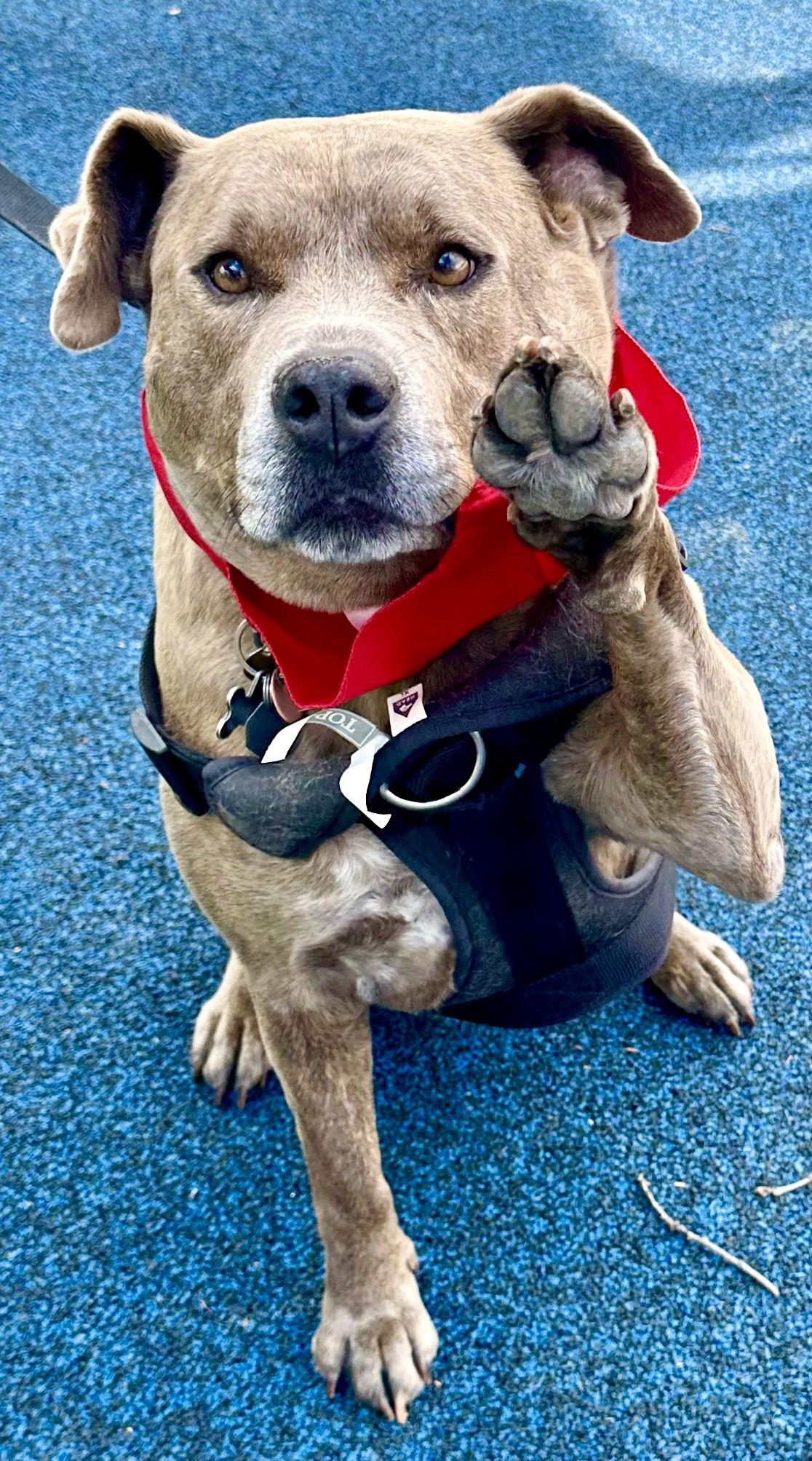 Enlarge Duke, a Adoptable American Staffordshire Terrier in Euless, TX image 2/3