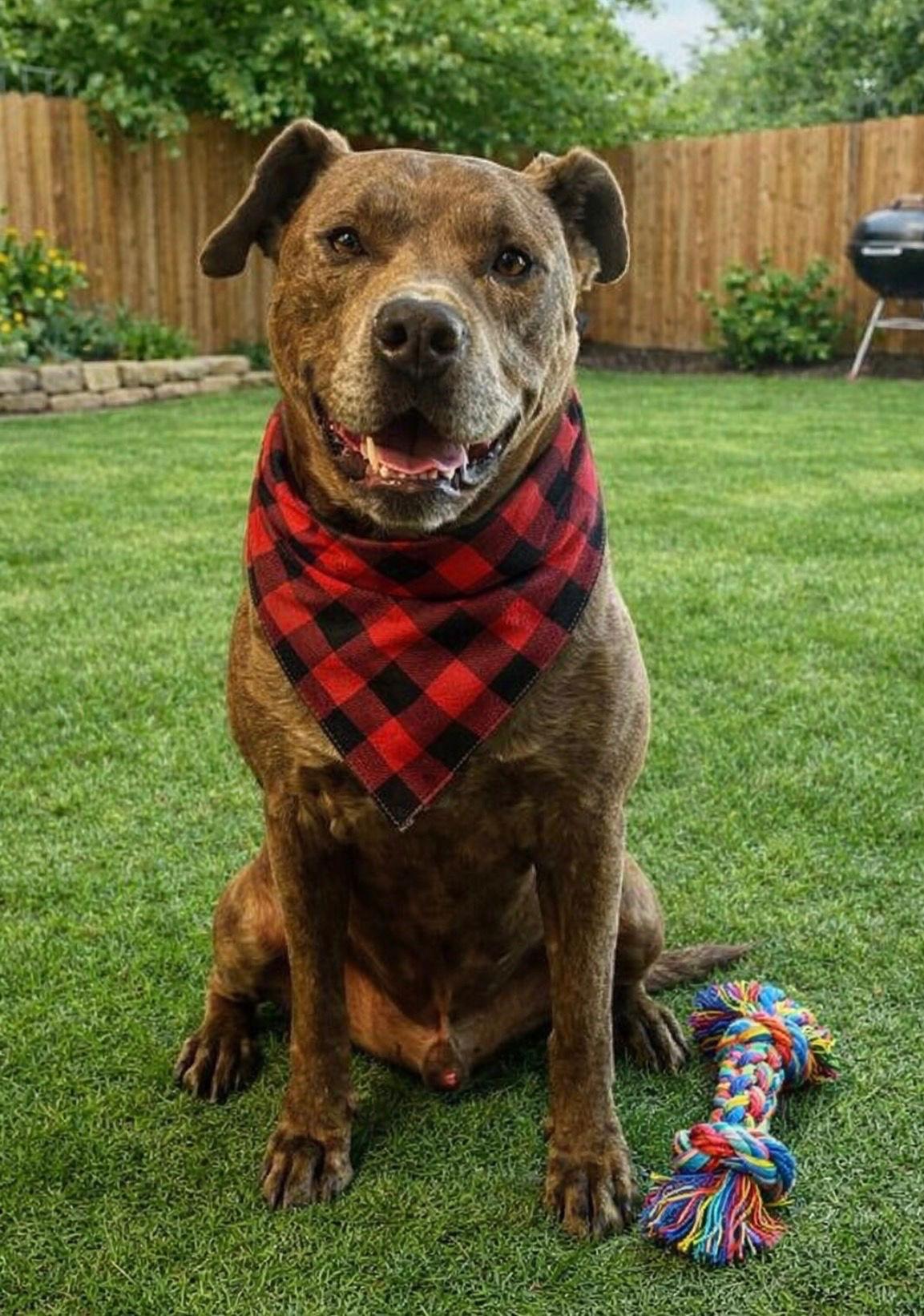 Enlarge Duke, a Adopted American Staffordshire Terrier in Euless, TX image 2/3