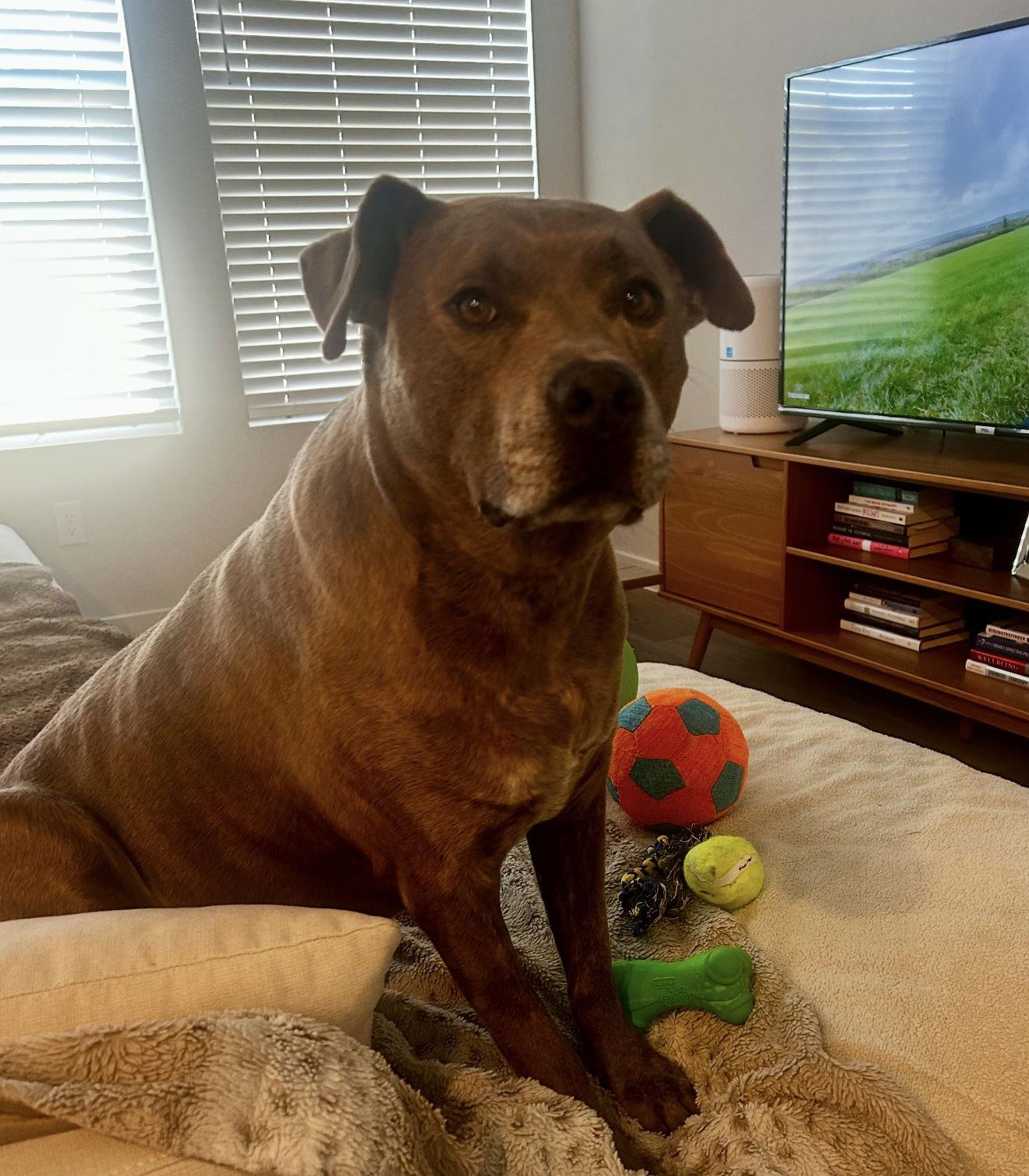 Enlarge Duke, a Adoptable American Staffordshire Terrier in Euless, TX image 3/3