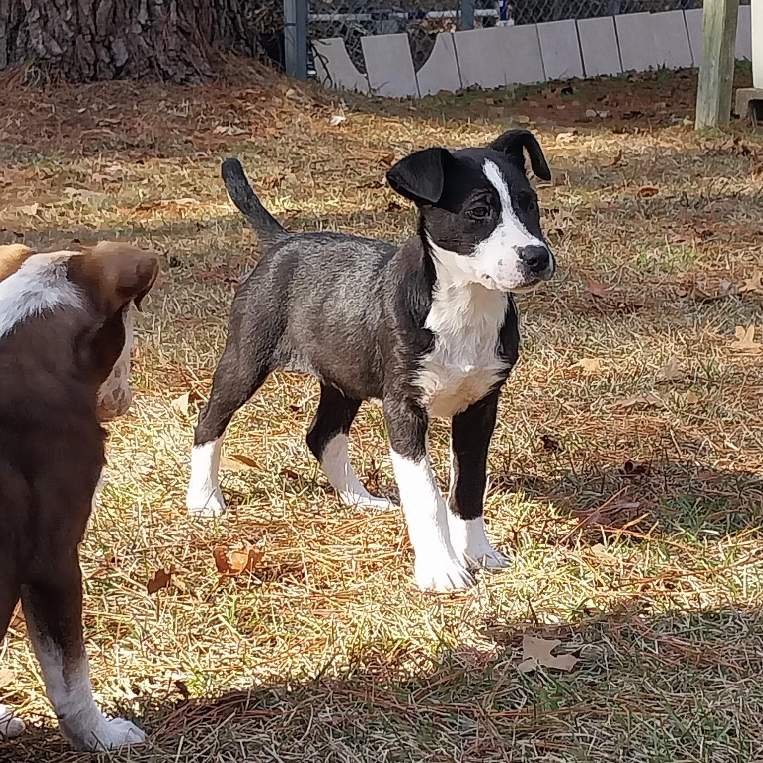 Enlarge Jett, a Adoptable mixed breed in Fond Du Lac, WI image 4/6