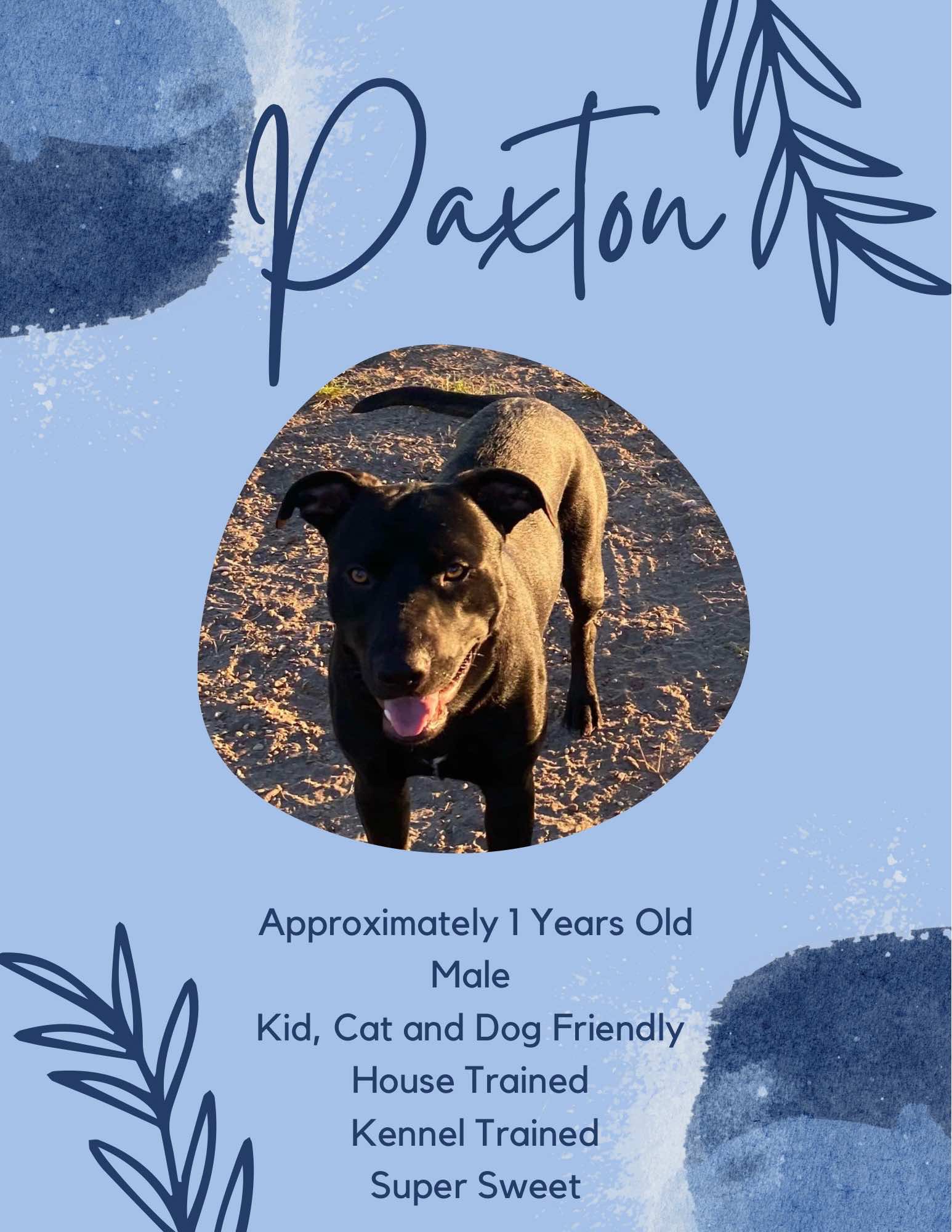 Paxton, Adoptable, Young Male Black Labrador Retriever.