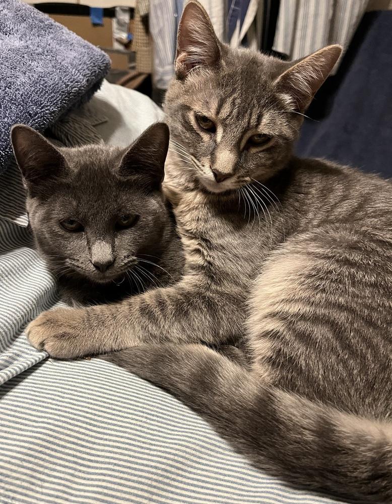 Romulus — thumbnail 2