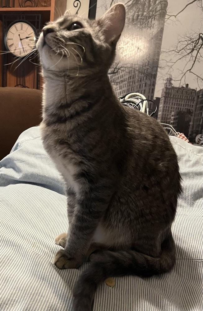 Romulus — thumbnail 3