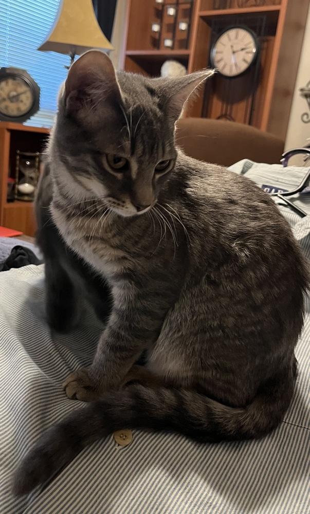 Romulus — thumbnail 4