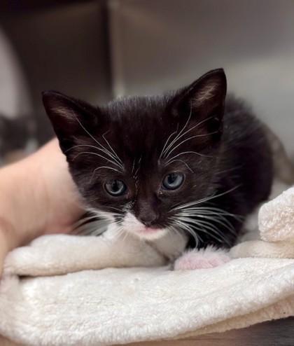 Sparkler , adopted, Kitten Male Domestic Short Hair.