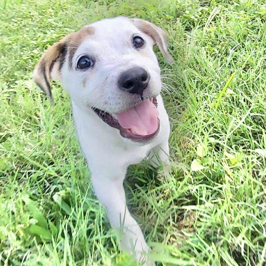 Rebel, Baby Female Australian Cattle Dog / Blue Heeler