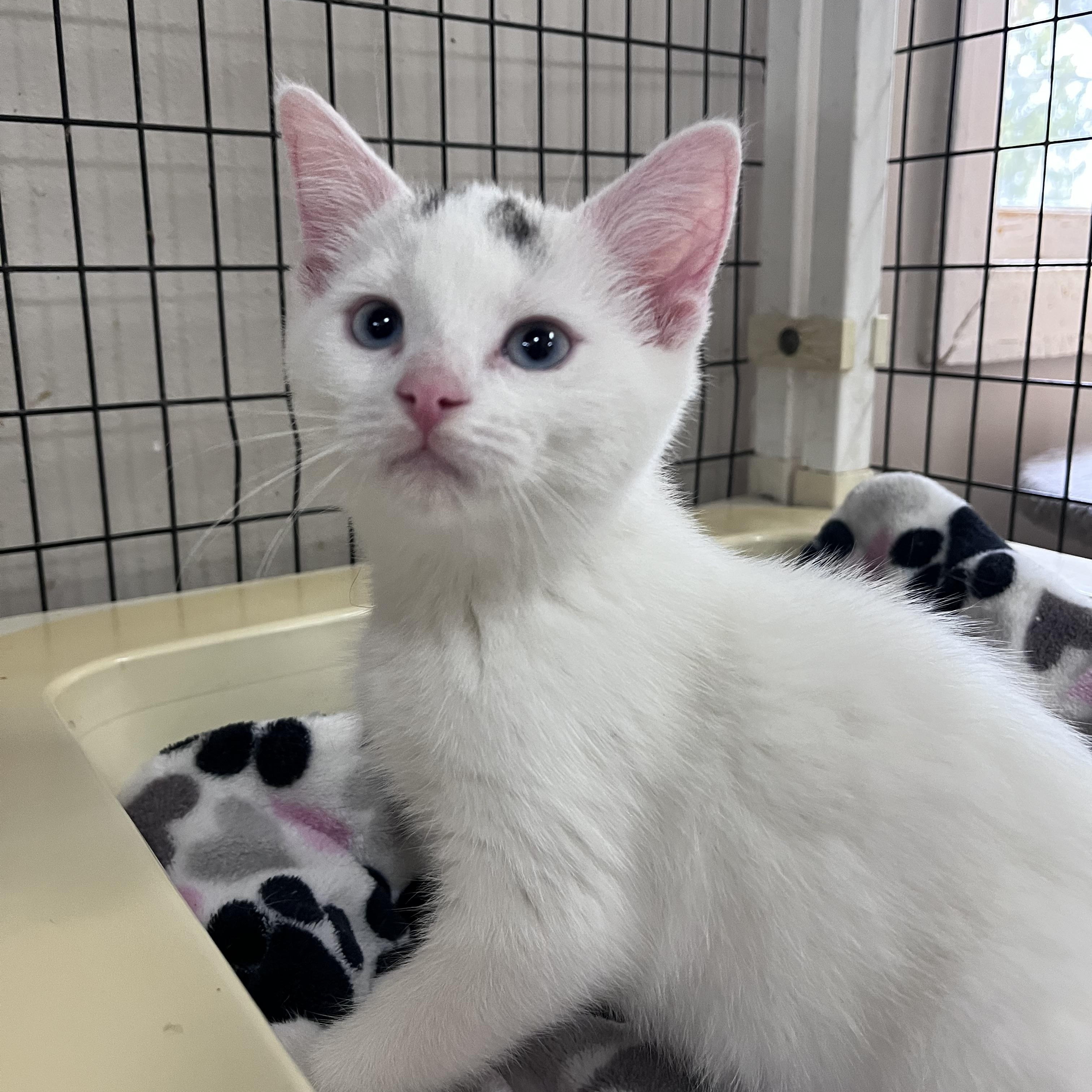 Charlotte, adopted, Kitten Female Domestic Short Hair.