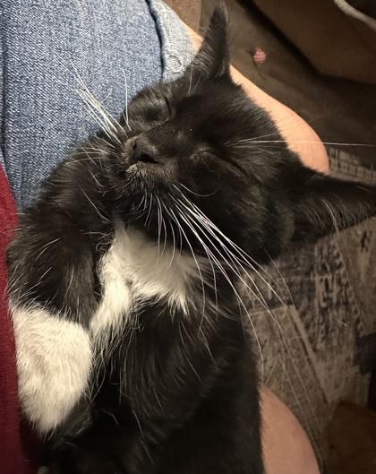 Peter, Adoptable, Kitten Male Domestic Short Hair & Domestic Short Hair.