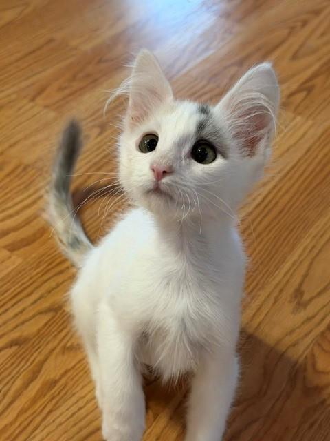 Enlarge Camero, a ADOPTABLE Domestic Short Hair in Mesa, AZ image 1/6