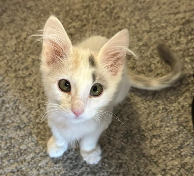 Enlarge Camero, a ADOPTABLE Domestic Short Hair in Mesa, AZ image 4/6