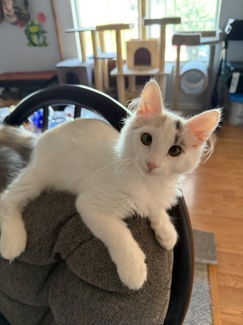 Camero (& Nova), a ADOPTABLE Domestic Short Hair in Mesa, AZ image 6/6