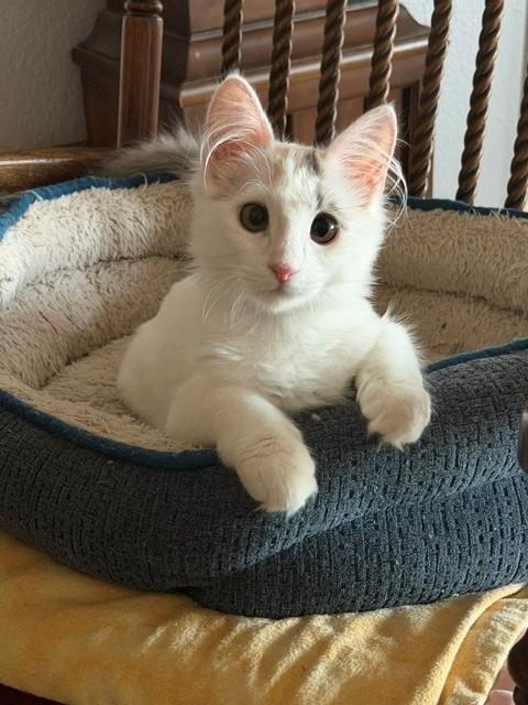 Camero (& Nova), a ADOPTABLE Domestic Short Hair in Mesa, AZ image 2/6