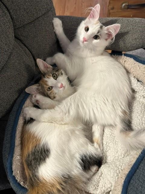 Camero (& Nova), a ADOPTABLE Domestic Short Hair in Mesa, AZ image 1/6