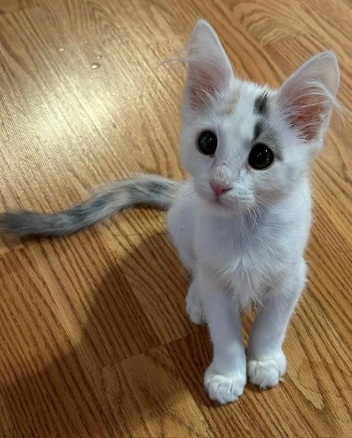 Enlarge Camero, a ADOPTABLE Domestic Short Hair in Mesa, AZ image 6/6