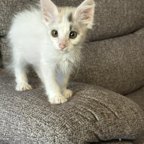 Camero, ADOPTABLE, Kitten Female Calico.