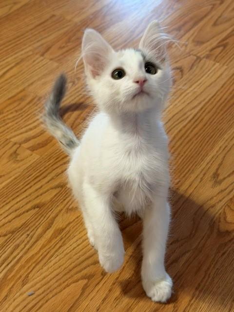 Enlarge Camero, a ADOPTABLE Domestic Short Hair in Mesa, AZ image 5/6