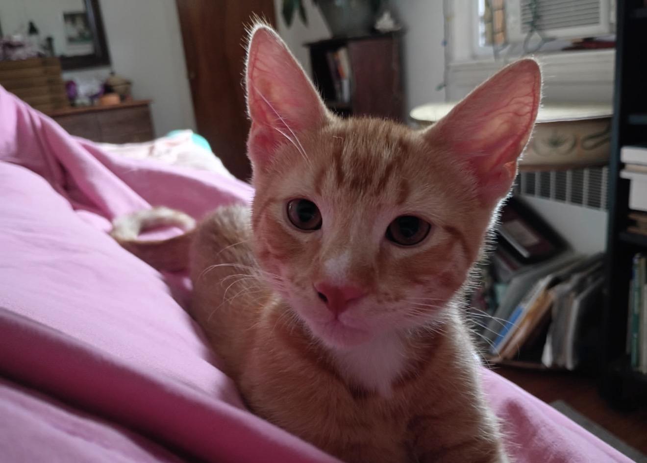 Nori, a Adoptable Domestic Short Hair in Nutley, NJ image 5/5