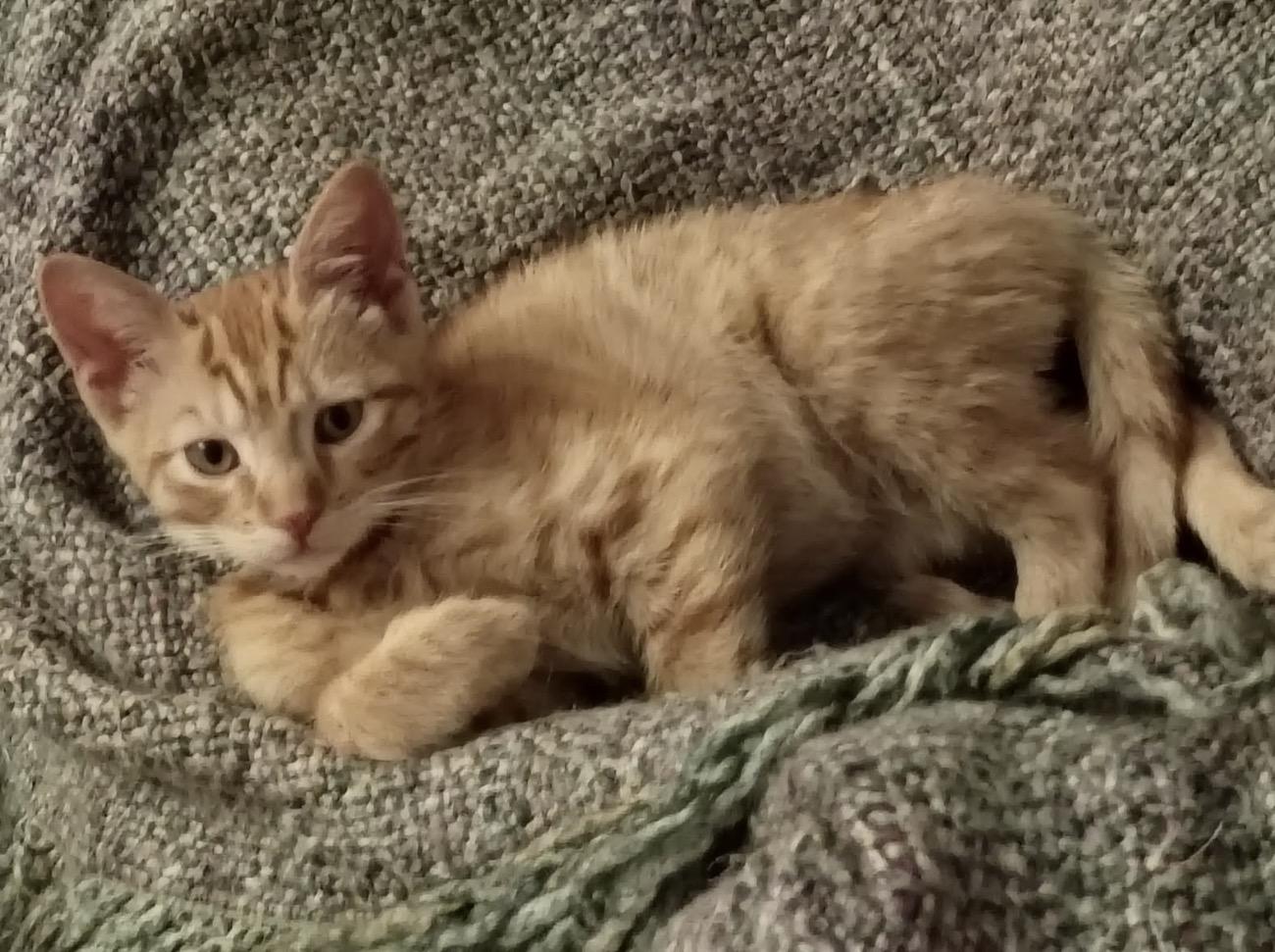 Nori, Adoptable, Young Male Domestic Short Hair.