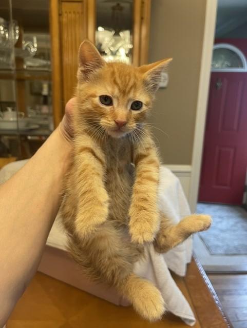 Nori, a Adoptable Domestic Short Hair in Nutley, NJ image 2/5