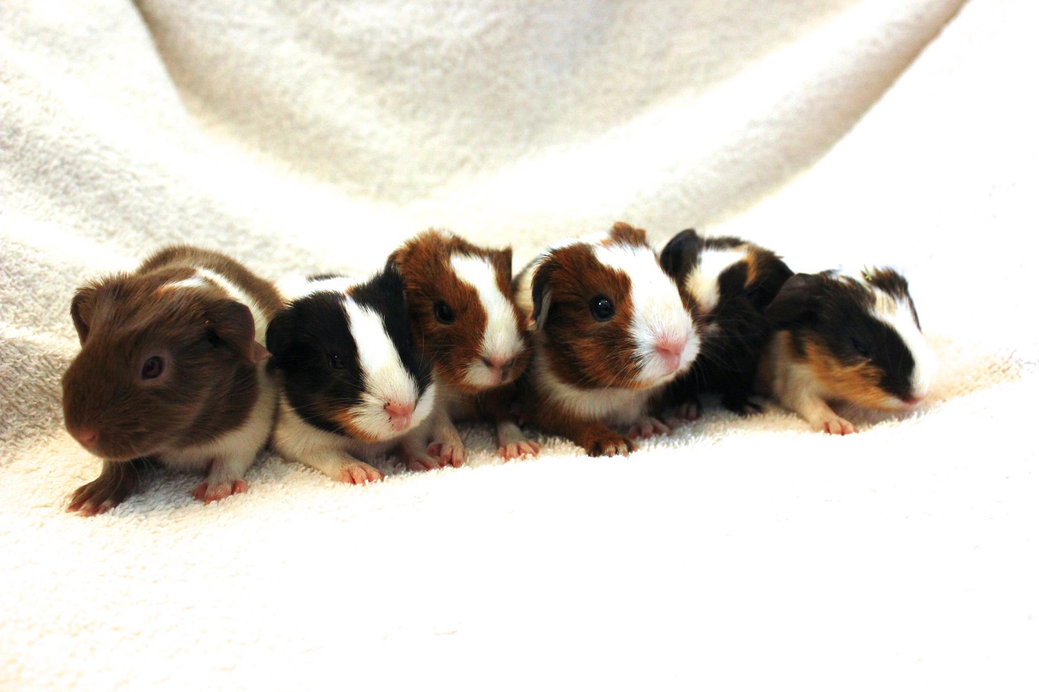 Piggies
