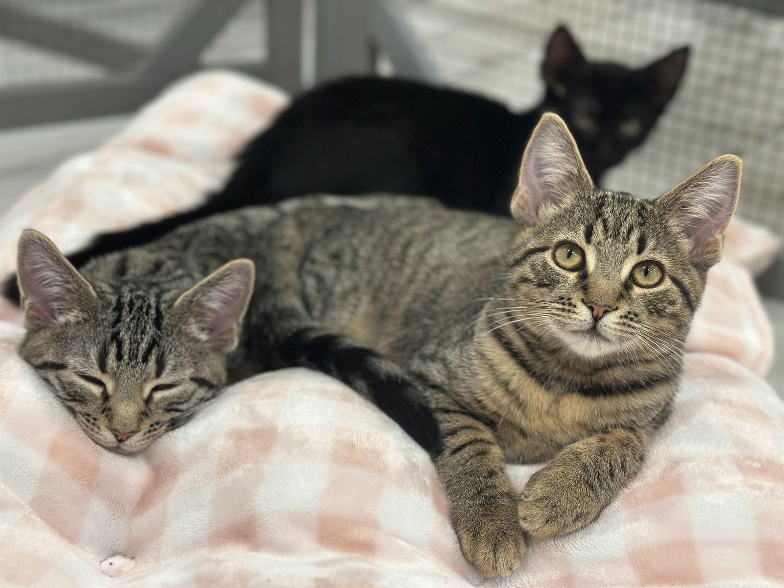 Pear, Adopted, Kitten Female Domestic Short Hair.