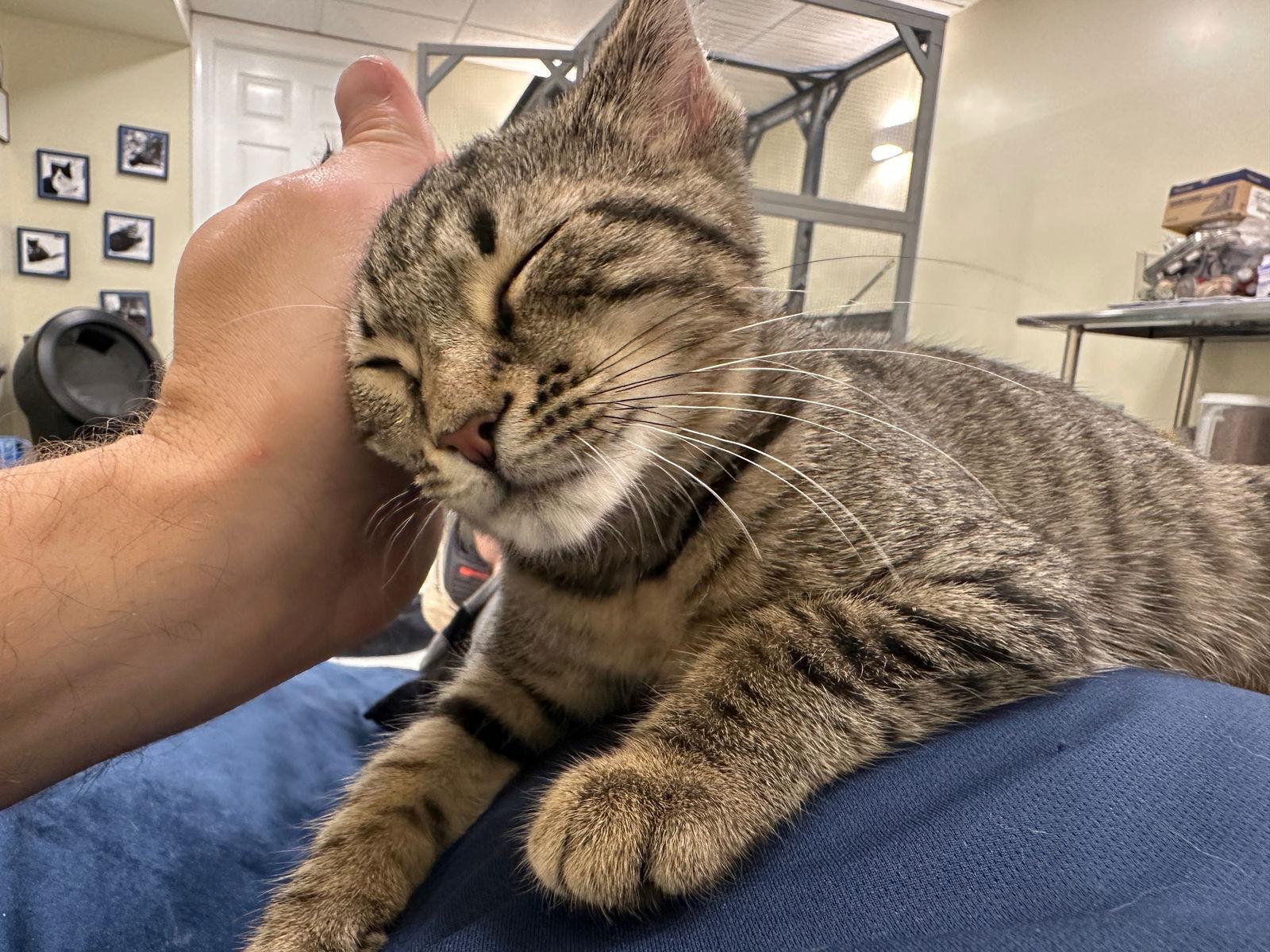 Pear, a Adopted Domestic Short Hair in Broomall, PA image 2/3