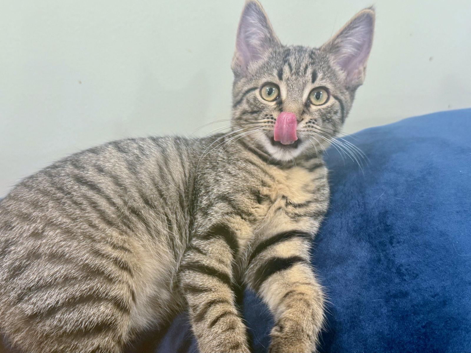 Pear, a Adopted Domestic Short Hair in Broomall, PA image 3/3