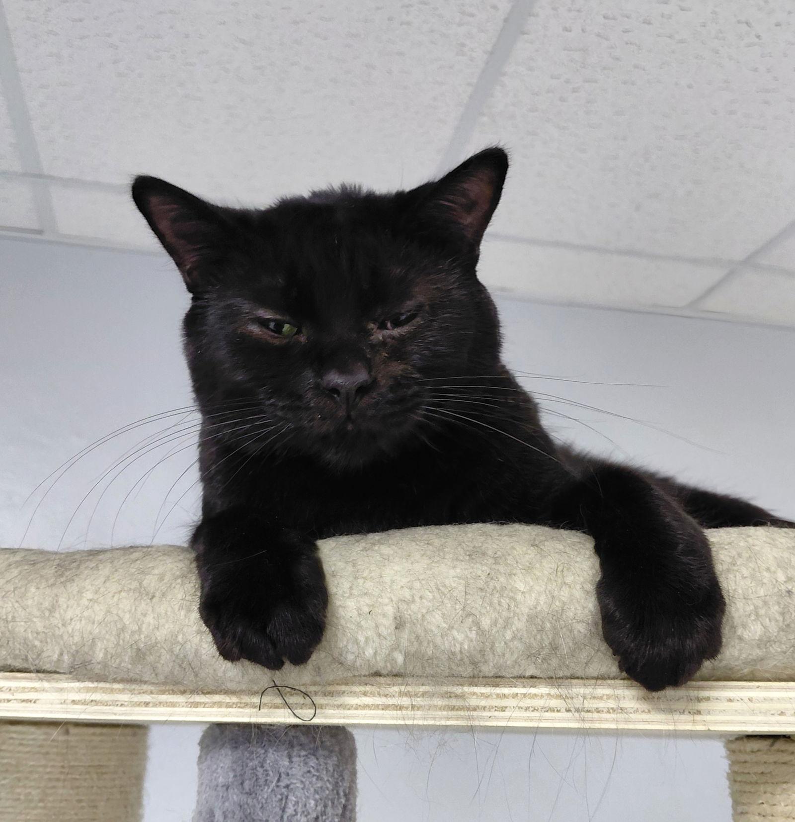 Ripp, a Adoptable Domestic Short Hair image 1/3