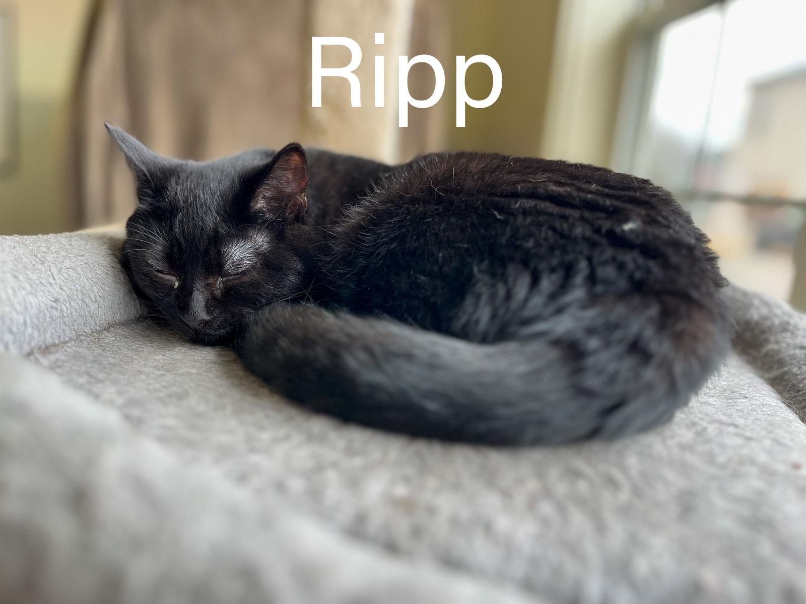 Ripp, a Adoptable Domestic Short Hair image 2/3
