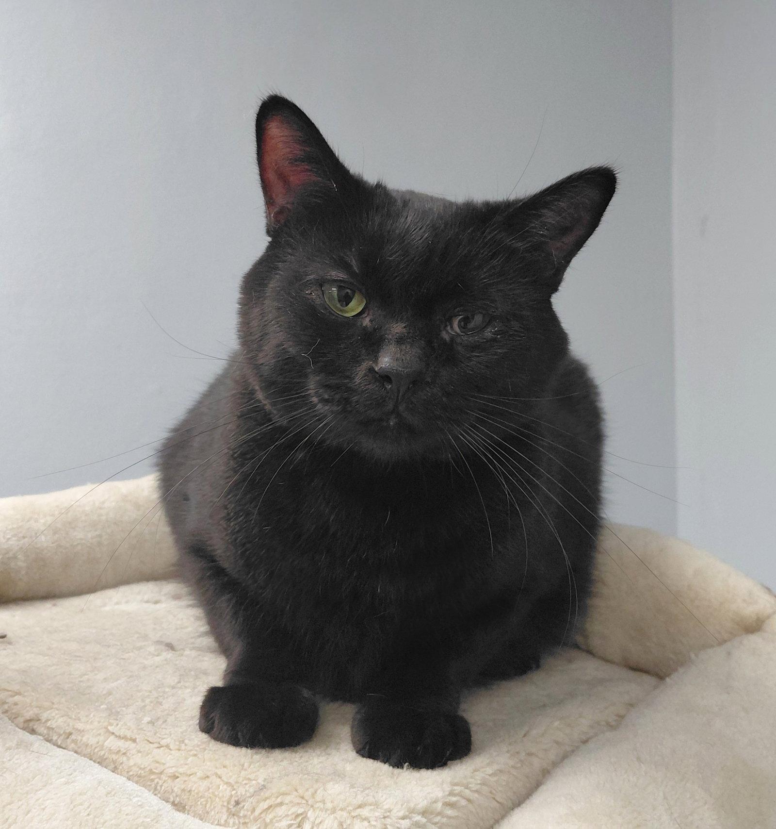 Ripp, a Adoptable Domestic Short Hair in Montello, WI image 3/3