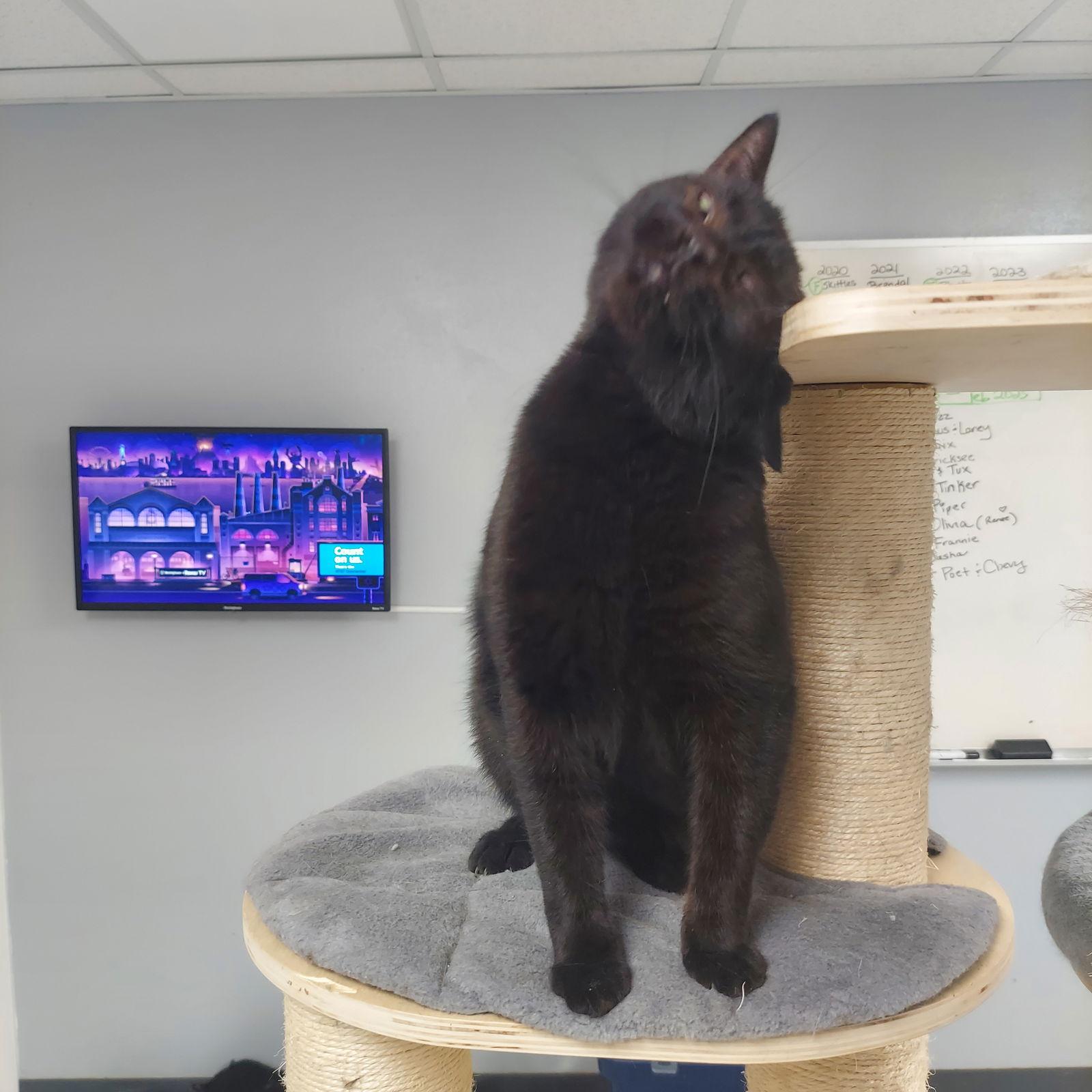 Ripp, a Adoptable Domestic Short Hair image 3/3