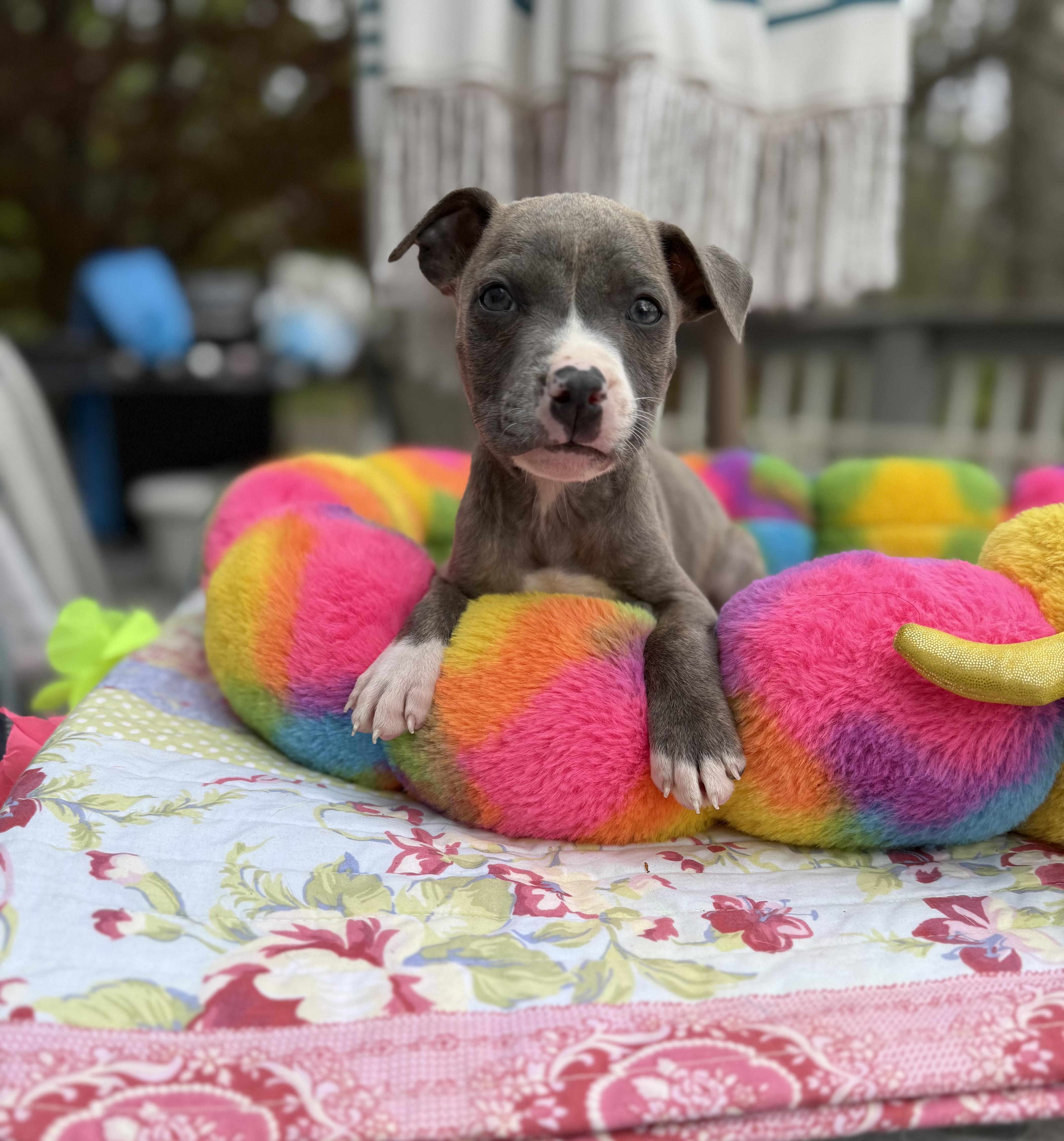 Enlarge Flossy , an adopted mixed breed in White Lake, MI image 2/5