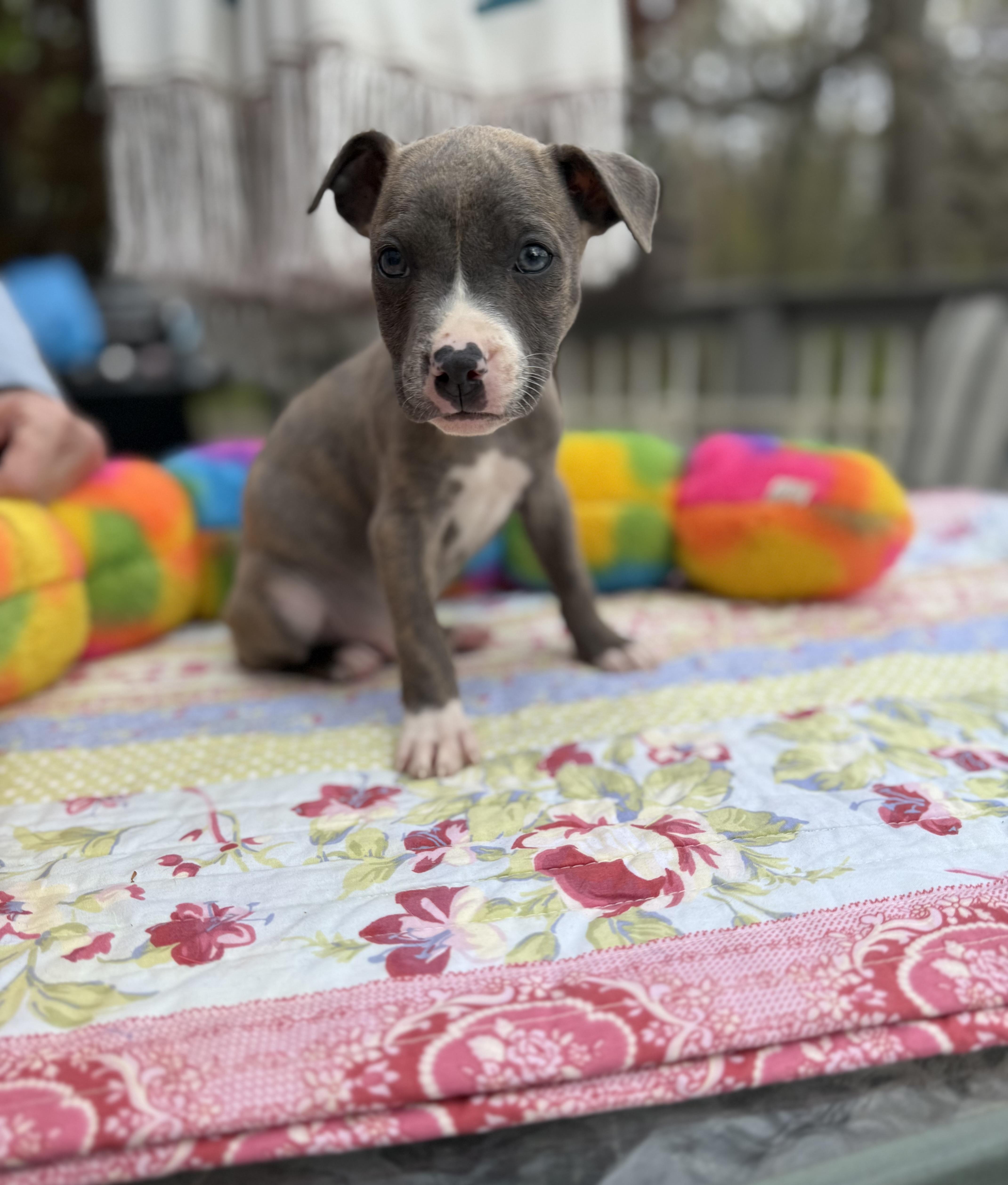 Enlarge Flossy , an adopted mixed breed in White Lake, MI image 1/5