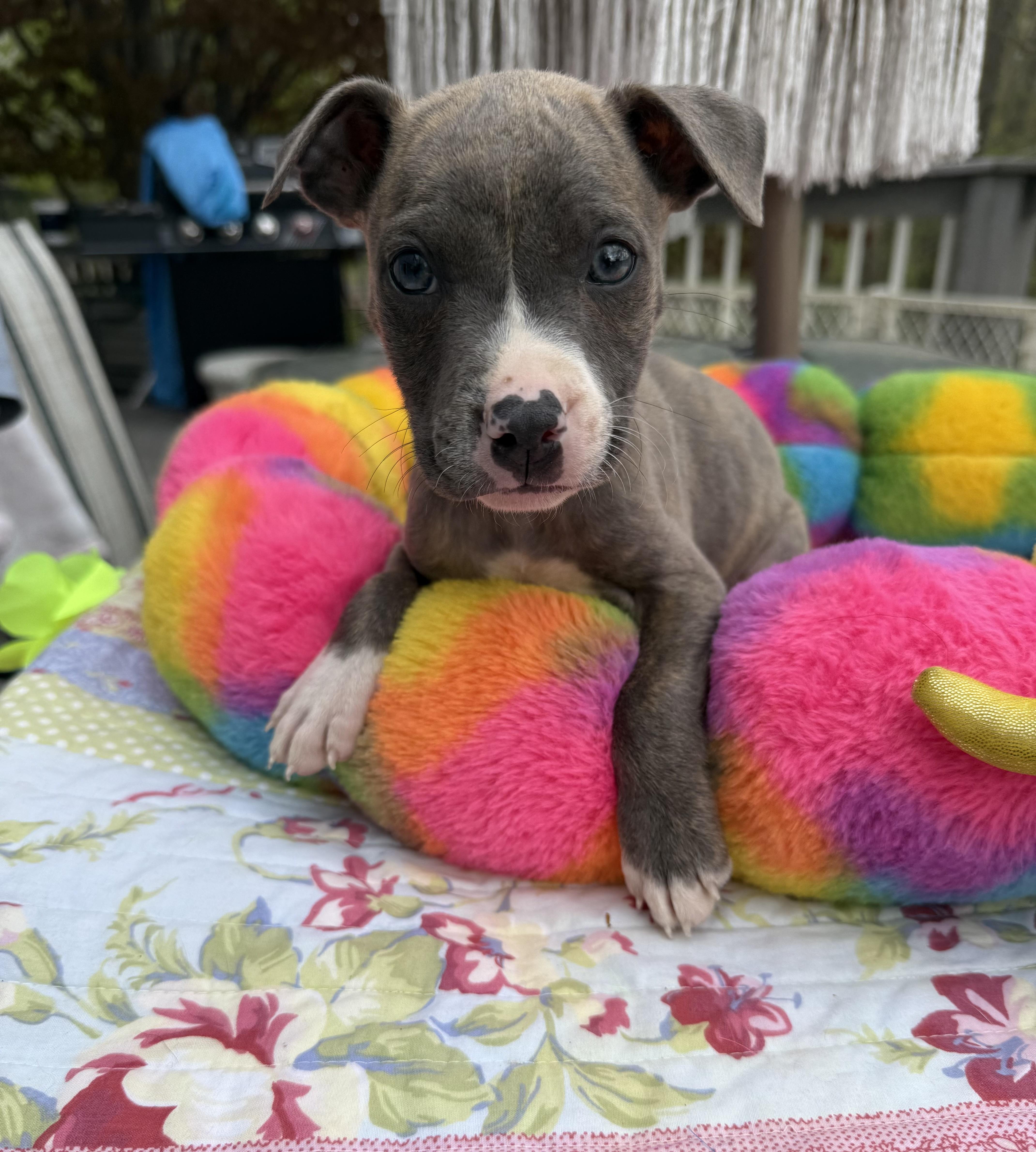 Enlarge Flossy , an adopted mixed breed in White Lake, MI image 5/5