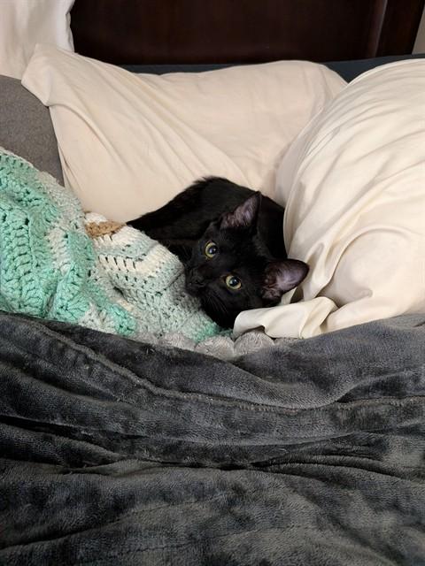 PEPPER, Adoptable, Kitten Female Domestic Short Hair.