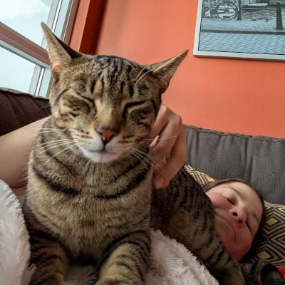 Simba, an adoptable mixed breed in Mississauga, ON image 2/6